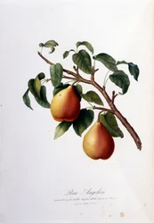 Deska botaniczna przedstawiająca pera angelica. 1820 - 1822