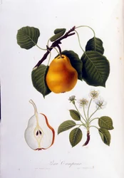 Deska botaniczna reprezentująca pera campana. 1820 - 1822.