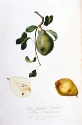 Deska botaniczna przedstawiająca pera spadona. 1820 - 1822.