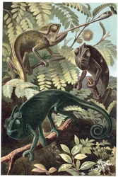 Cameleon - Kameleony lub kameleony (rodzina Chamaeleonidae) - grawer z „Życia zwierząt Brehma” autorstwa Alfreda Edmunda Brehma (1829-1884)