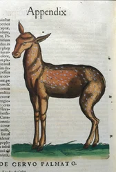 Cervidae (antylopa?) w Historia Animalium de Conrad Gesner (1516-1565), Tiguri