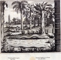Kobra i jadowity wąż z Indii. „De China Monumenta” Athanasius Kircher (1601 - 1680), jezuita, orientalista i niemiecki uczony, Amsterdam 1667.
