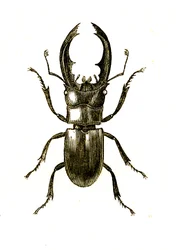 Coleoptera: Hexarthrius Buqueti lub Lucanus