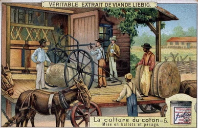 Uprawa bawełny: Bales and Weighing (USA) Chromolitografia Liebiga z XIX wieku