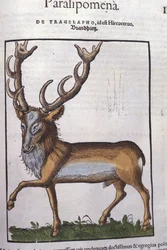 Jeleń wg Historia animalium Konrada Gesnera, Tiguri