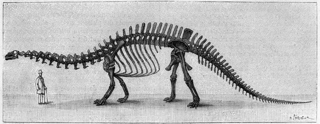 Szkielet dinozaura: „”Brontosaurus excelsus””, marzec. Górna Jura Gór Skalistych. Reprodukcja rysunku przekazanego przez pana Marcha Albertowi Gaudry z Instytutu. Grawerowanie w „” La Nature: revue des sciences et de leurs applications aux