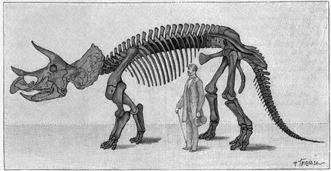 Szkielet dinozaura: „”Triceratops prorsus””, marzec. Górna kreda Gór Skalistych. Reprodukcja rysunku przekazanego przez pana Marcha Albertowi Gaudry z Instytutu. Grawerowanie w „” La Nature: revue des sciences et de leurs applications aux ar