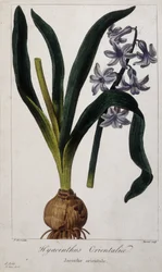 Hiacynt wschodni (Hyacinthus Orientalia) Deska botaniczna roślin azjatyckich z XIX wieku.