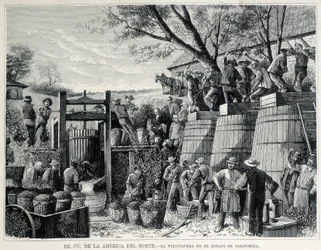 Grawer z 1876 przedstawiający uprawę winorośli w Kalifornii w XIX wieku.