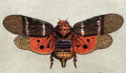 Entomologia: przedstawienie cykady z dziewięcioma plamkami, seria owadów, początek XX wieku (chromo)