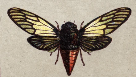 Entomologia: przedstawienie czerwonej cykady, seria owadów, początek XX wieku (chromo)