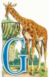 G: żyrafa