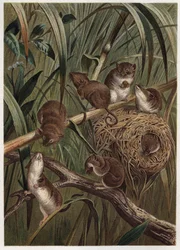 Szczur żniwny (lub mysz karłowata) - Eurazjatycka mysz żniwna (Micromys minutus) - grawer z „”Życie zwierząt Brehma”” Alfreda Edmunda Brehma (1829-1884)