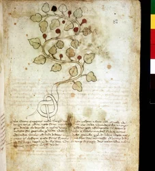 Ziele „”Idriam Maggiore”””” lub trawa „” w kształcie prostego sęka”””. Tablica botaniczna, biblioteka gminna Rimini