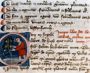 Ogrodnictwo: zbiór owoców. Szczegół. Strona rękopisu (MS.s.vi) "" Przysmak rolniczy "" Pietro de Crescenzi (Crescent Stone lub Crescens Stone) (1233-1320) XIV-wieczna Cesena, Biblioteca Malatestiana