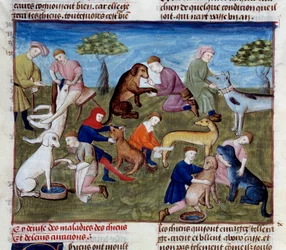 Jak leczyć psy myśliwskie na choroby i urazy Miniatura zaczerpnięta z „Księgi łowieckiej”” Gastona III Phoebusa, hrabiego Foix, Lorda Bearn (1331-1391)