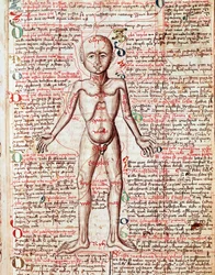 Ciało ludzkie. Rycina z „Tractatus de pestilentia”, XV wiek - Praga, Biblioteka Narodowa