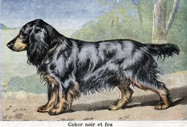 Pies myśliwski: czarny cocker i Fire