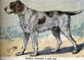 Pies myśliwski: Griffon francais twardowłosy