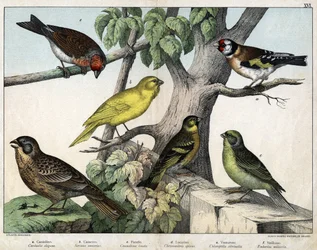 Ilustracja do "Historii naturalnej ptaków", wyd. Hoepli, Mediolan