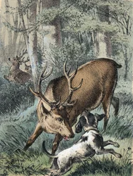 Ilustracja do bajek Franza Hoffmanna „Baśnie i bajki” – „Dwa jelenie””: jeden jeleń ucieka, a drugi walczy z psem. Chromolitografia XIX wieku.
