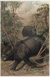 Nosorożec indyjski - Nosorożec indyjski (Rhinoceros unicornis) - grawer z „Życia zwierząt Brehma” autorstwa Alfreda Edmunda Brehma (1829-1884)