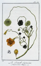 La Grande Nasturtium (Tropaeolum Majus) - w „Ćwiczeniach z botaniki na użytek handlowców”, autorstwa J.C. Philiberta, Imprimerie de Crapelet, Paryż