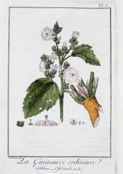 Ptasie mleczko zwyczajne (Althaea Officinalis) - w „Ćwiczeniach z botaniki na użytek handlowców”, pod redakcją J.C. Philiberta, Imprimerie de Crapelet, Paryż