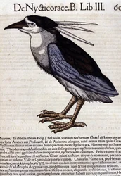 La bihoreau w Historia Animalium Conrada Gesnera (1516-1565), Tiguri