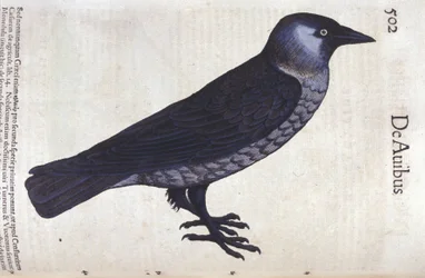 La choucas w Historia Animalium Conrada Gesnera (1516-1565), Tiguri