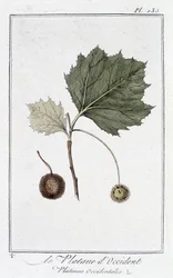 Płaszczyzna zachodnia (Platanus occidentalis) - w „Ćwiczeniach z botaniki na użytek handlowców”, pod redakcją JC Philibert, Imprimerie de Crapelet, Paryż