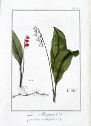 Drozd (Convallaria Majalis) - w „Ćwiczeniach z botaniki na użytek handlowców”, napisanym przez J.C. Philiberta, Imprimerie de Crapelet, Paryż