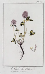 Le Clover des Meadows (Trifolium pratense) - w „Ćwiczeniach z botaniki na użytek handlowców”, pod redakcją J.C. Philibert, Imprimerie de Crapelet, Paryż