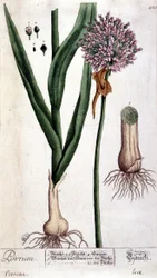 Por - deska botaniczna