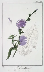 Endywia (Cichorium Endivia) - w „Ćwiczeniach z botaniki na użytek handlowców”, napisanym przez J.C. Philiberta, Imprimerie de Crapelet, Paryż