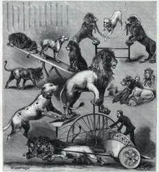 Les lions ubiera du Nouveau Cirque à Paris: różne sztuczki liczby akrobatycznej z lwami, poskramiaczami i psami. Grawer w „La Nature” 1890. Ze zbiorów prywatnych.