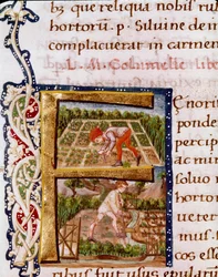 Lettrine F z rozdziału o ogrodnictwie: sceny z plażowania i nawadniania. Miniatura zaczerpnięta z „De re rustica” przez agronoma Luciusa Iuniusa Moderatusa Columella (I wiek) (Ms.E-39). XV wiek. Rzym, Biblioteca Vallicelliana