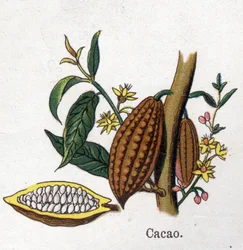 Rośliny lecznicze i spożywcze: kakao. Grawer w „La medicine naturelle” Friedricha Eduarda Bilza (1842-1922)
