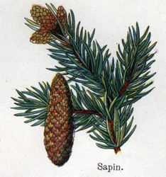 Rośliny lecznicze i spożywcze: jodła. Grawer w „La medicine naturelle” Friedricha Eduarda Bilza (1842-1922)