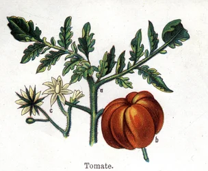 Rośliny lecznicze i spożywcze: pomidor. Grawer w „La medicine naturelle” Friedricha Eduarda Bilza (1842-1922)