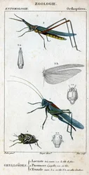 Tablica historii naturalnej. Entomologia. Rodzina ortopterów. Grylloides: 1. Szarańcza bardzo zielona. 1.a. przednia głowa; 2. Pneumore ma kubki smakowe; 2.a. jego głowa; 3. Truksal Nasu; 3.a. głowa; 3.b. rozszerzone skrzydła.