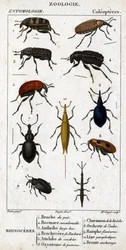 Tablica historii naturalnej. Entomologia. Rodzina Coleopterów. Nosorożec: 1. Bruche z grochu; 2. Beemare kurkulionoid; 3. Duży dziób anthribe; 4. Kolczasty Brachycere; 5. Attelabra coudriera; 6. oxystoma Pomone; 7. Charanson Liveche; 8. Orchał olchowy; 9.