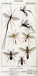 Tablica historii naturalnej. Entomologia. Rodzina błonkoskrzydłych. Entomotilles: 1. Protestujący Inchneumon; 2. lansjer Foene; 3. Evanie wyrostek robaczkowy; 4. Żółta ophion; 5. Malowane na biało. Myrmeges: 1. Zatoka Doryle; 2. Zapewnione rude (Kobieta) 3