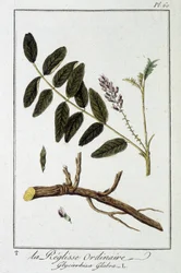 Liquisse zwyczajna (Glycyrrhiza glabra) - w „Ćwiczeniach z botaniki na użytek handlowców”, pod redakcją J.C. Philibert, Imprimerie de Crapelet, Paryż