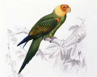Ornitologia: papuga Karolina. (Psittacus carolinensis)
