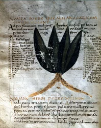 Strona rękopisu Apuleusza (Lucjusza Apulejusza) (ok. 125-ok. 180), "O sile ziół", VIII lub IX wiek. Lucca, Biblioteka Rządowa.