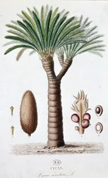 Palm Cycas Revoluta - Deska botaniczna
