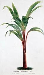 Palm Hyophorbe Amaricaulis (Mauritius) - Tablica botaniczna