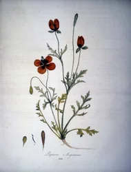 Papaver Argemone (Kwiat i roślina maku argemonowego). Zielnik z XIX wieku.