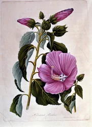 Różowy ibiskus. Tablica botaniczna. Rytownictwo.
